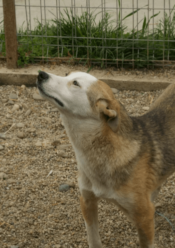2025 06 02 08 22 44 benno ♥️ auf vier pfoten ins glück in bayern unterthingau mischlinge und mi