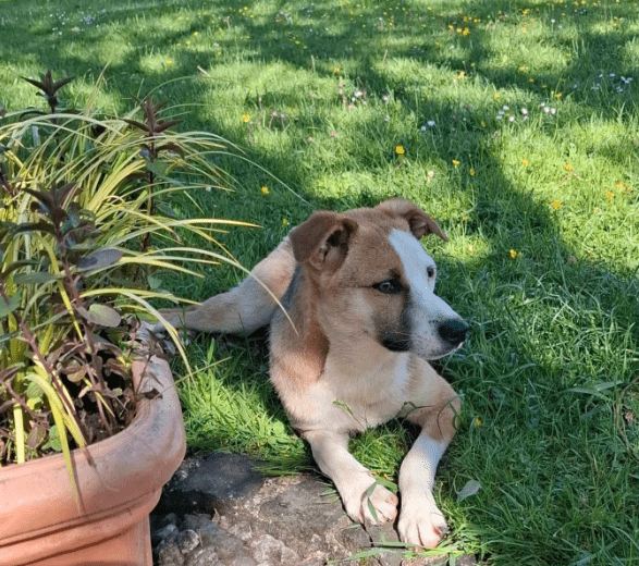 2025 06 02 08 22 48 benno ♥️ auf vier pfoten ins glück in bayern unterthingau mischlinge und mi