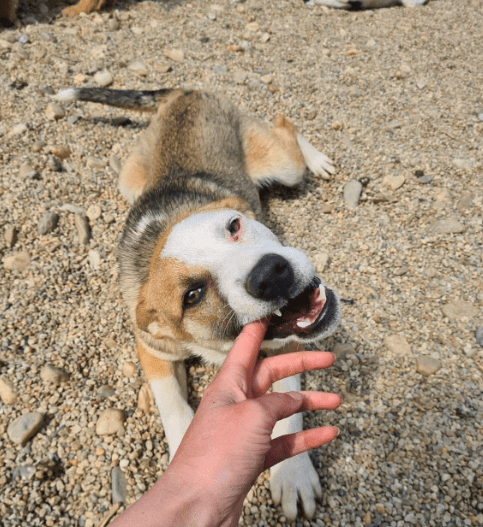 2025 06 02 08 22 53 benno ♥️ auf vier pfoten ins glück in bayern unterthingau mischlinge und mi