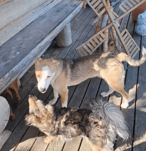 2025 06 02 08 23 10 benno ♥️ auf vier pfoten ins glück in bayern unterthingau mischlinge und mi