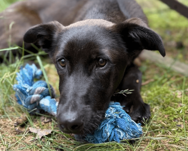 2025 06 02 08 24 24 nando ❤️ tierisch bester kumpel sucht dich! in niedersachsen buchholz (aller)