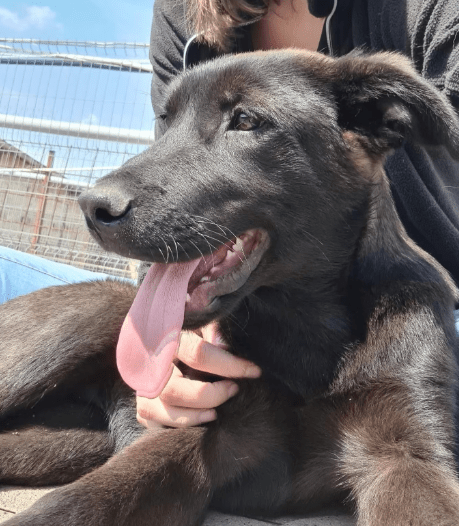2025 06 02 08 24 28 nando ❤️ tierisch bester kumpel sucht dich! in niedersachsen buchholz (aller)