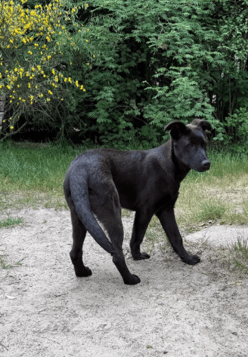 2025 06 02 08 24 33 nando ❤️ tierisch bester kumpel sucht dich! in niedersachsen buchholz (aller)