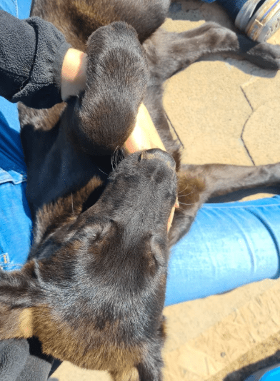 2025 06 02 08 24 38 nando ❤️ tierisch bester kumpel sucht dich! in niedersachsen buchholz (aller)