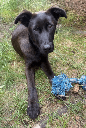 2025 06 02 08 24 42 nando ❤️ tierisch bester kumpel sucht dich! in niedersachsen buchholz (aller)