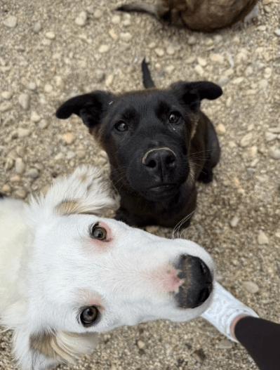 2025 06 02 08 24 50 nando ❤️ tierisch bester kumpel sucht dich! in niedersachsen buchholz (aller)