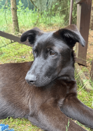 2025 06 02 08 24 55 nando ❤️ tierisch bester kumpel sucht dich! in niedersachsen buchholz (aller)