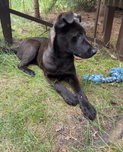 2025 06 02 08 25 01 nando ❤️ tierisch bester kumpel sucht dich! in niedersachsen buchholz (aller)