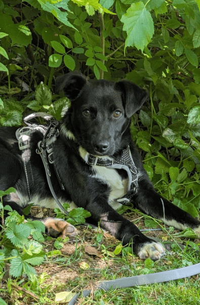 2025 06 10 16 46 45 anchjo ❤️kleiner gentleman sucht große herzen in bayern vaterstetten mischli