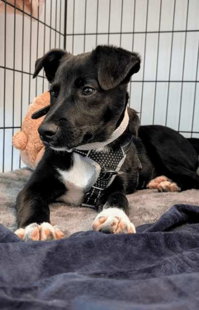 2025 06 10 16 46 48 anchjo ❤️kleiner gentleman sucht große herzen in bayern vaterstetten mischli