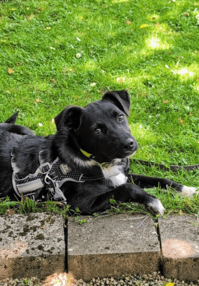 2025 06 10 16 46 53 anchjo ❤️kleiner gentleman sucht große herzen in bayern vaterstetten mischli