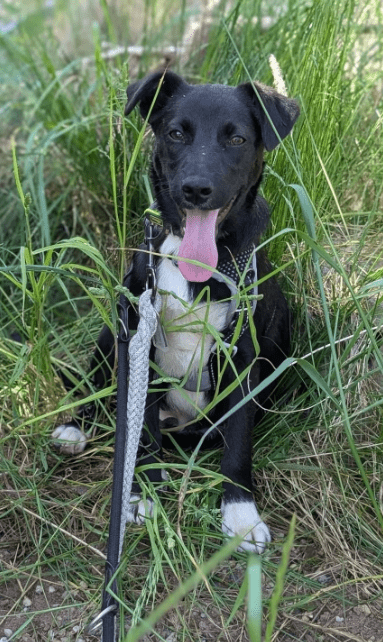 2025 06 10 16 46 57 anchjo ❤️kleiner gentleman sucht große herzen in bayern vaterstetten mischli