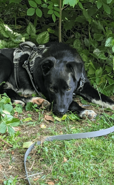 2025 06 10 16 47 01 anchjo ❤️kleiner gentleman sucht große herzen in bayern vaterstetten mischli