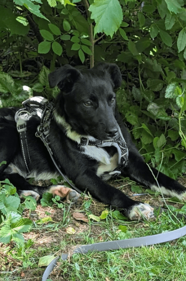 2025 06 10 16 47 06 anchjo ❤️kleiner gentleman sucht große herzen in bayern vaterstetten mischli