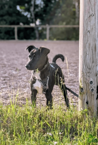 2025 06 10 16 47 11 anchjo ❤️kleiner gentleman sucht große herzen in bayern vaterstetten mischli
