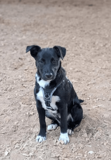 2025 06 10 16 47 15 anchjo ❤️kleiner gentleman sucht große herzen in bayern vaterstetten mischli