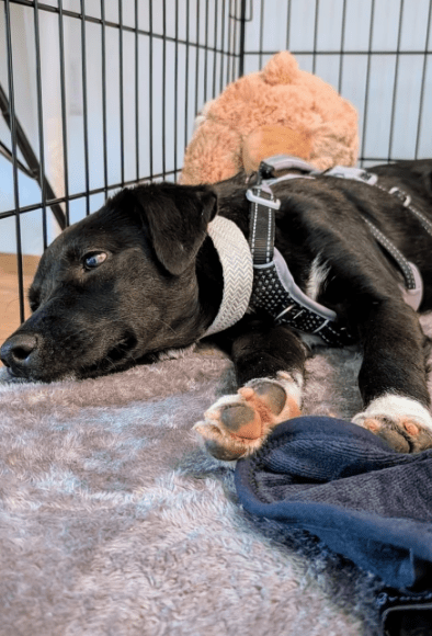 2025 06 10 16 47 18 anchjo ❤️kleiner gentleman sucht große herzen in bayern vaterstetten mischli