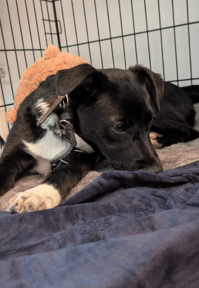 2025 06 10 16 47 23 anchjo ❤️kleiner gentleman sucht große herzen in bayern vaterstetten mischli