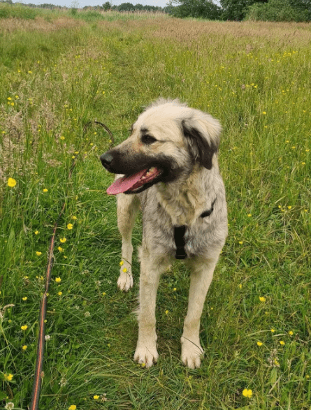 2025 06 10 16 56 42 bildschöne ciami ❤️ sucht ihre lieblingsmenschen in niedersachsen wedemark m