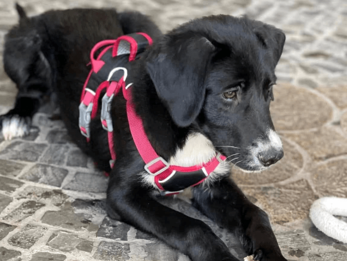 2025 06 16 13 54 23 hündin onyx ❤️ ein traum in schwarz! in nordrhein westfalen herten mischling