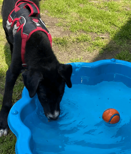2025 06 16 13 54 28 hündin onyx ❤️ ein traum in schwarz! in nordrhein westfalen herten mischling