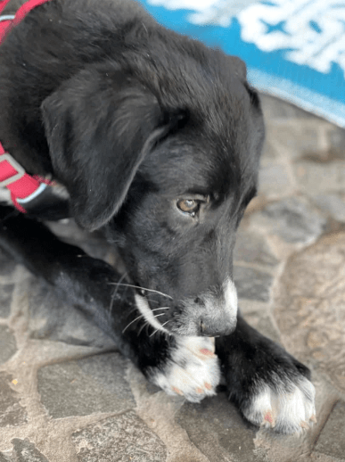 2025 06 16 13 54 33 hündin onyx ❤️ ein traum in schwarz! in nordrhein westfalen herten mischling