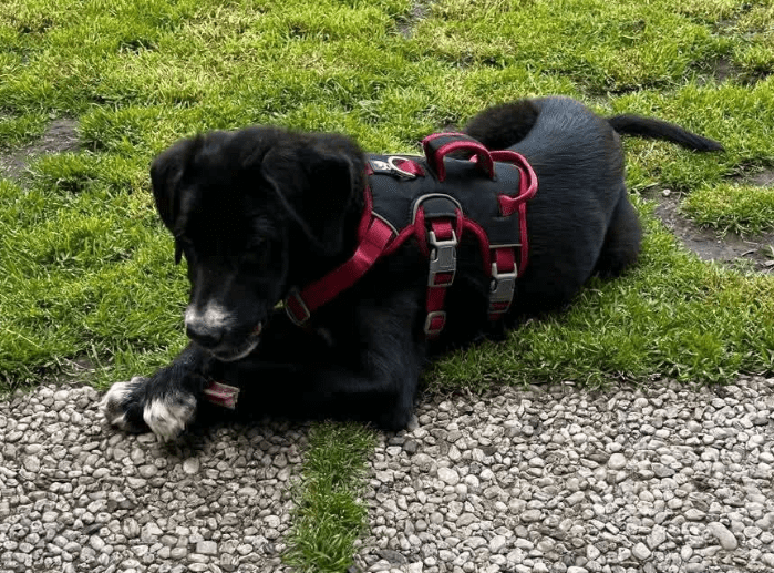 2025 06 16 13 54 38 hündin onyx ❤️ ein traum in schwarz! in nordrhein westfalen herten mischling