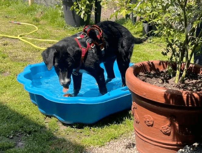 2025 06 16 13 54 43 hündin onyx ❤️ ein traum in schwarz! in nordrhein westfalen herten mischling