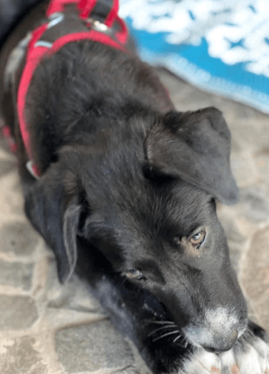 2025 06 16 13 54 48 hündin onyx ❤️ ein traum in schwarz! in nordrhein westfalen herten mischling