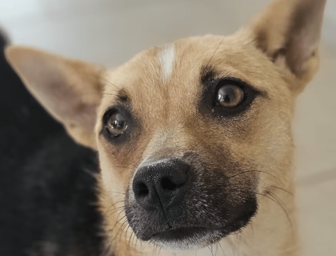 2025 06 22 12 12 35 beany ❤️ sportliche kuschelmaus mit großem potential in niedersachsen winsen (