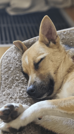 2025 06 22 12 12 40 beany ❤️ sportliche kuschelmaus mit großem potential in niedersachsen winsen (