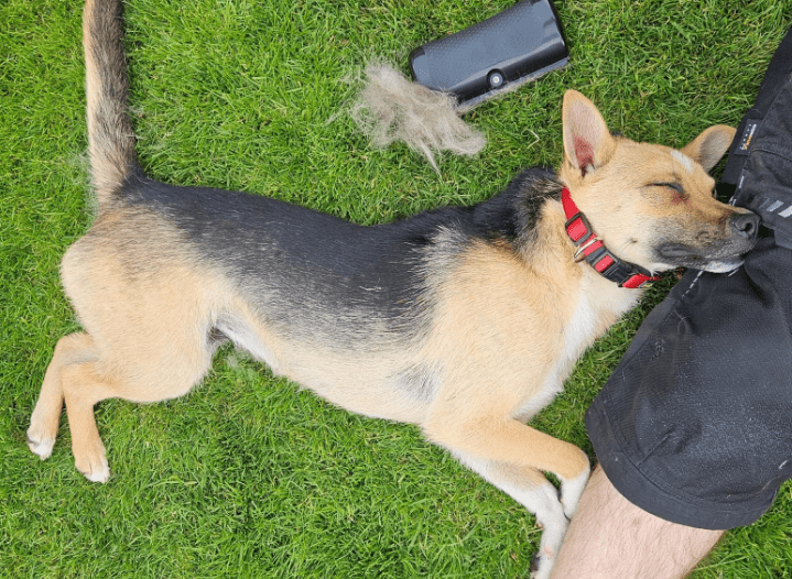 2025 06 22 12 12 44 beany ❤️ sportliche kuschelmaus mit großem potential in niedersachsen winsen (