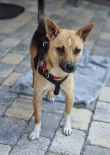2025 06 22 12 12 50 beany ❤️ sportliche kuschelmaus mit großem potential in niedersachsen winsen (