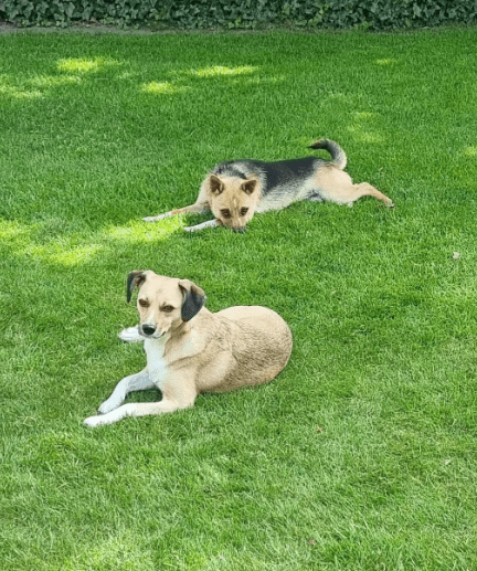 2025 06 22 12 12 55 beany ❤️ sportliche kuschelmaus mit großem potential in niedersachsen winsen (