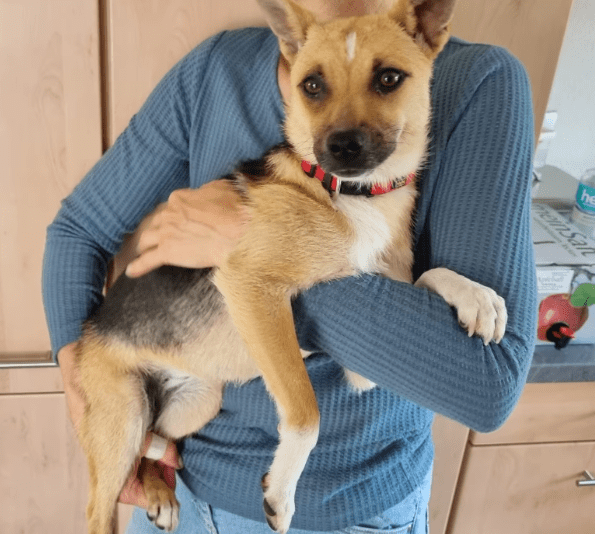 2025 06 22 12 12 59 beany ❤️ sportliche kuschelmaus mit großem potential in niedersachsen winsen (