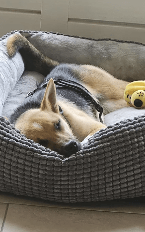 2025 06 22 12 13 06 beany ❤️ sportliche kuschelmaus mit großem potential in niedersachsen winsen (