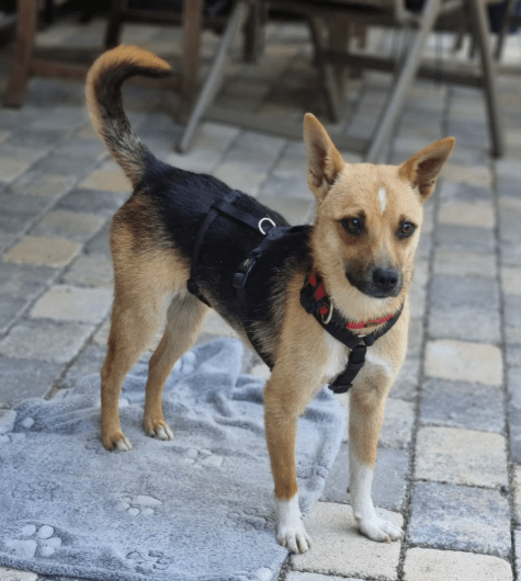 2025 06 22 12 13 15 beany ❤️ sportliche kuschelmaus mit großem potential in niedersachsen winsen (