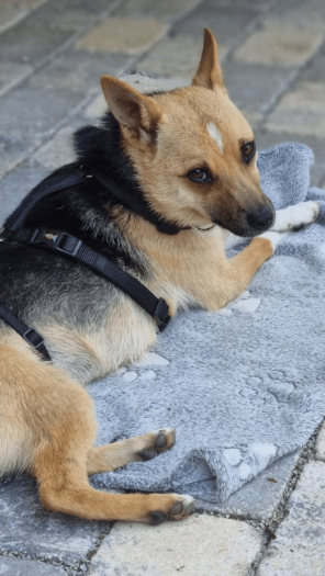 2025 06 22 12 13 21 beany ❤️ sportliche kuschelmaus mit großem potential in niedersachsen winsen (