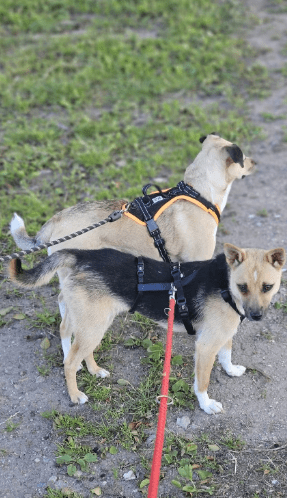 2025 06 22 12 13 26 beany ❤️ sportliche kuschelmaus mit großem potential in niedersachsen winsen (