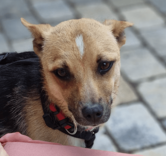 2025 06 22 12 13 32 beany ❤️ sportliche kuschelmaus mit großem potential in niedersachsen winsen (