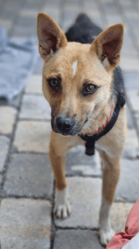 2025 06 22 12 13 39 beany ❤️ sportliche kuschelmaus mit großem potential in niedersachsen winsen (