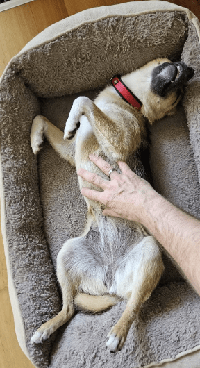 2025 06 22 12 13 46 beany ❤️ sportliche kuschelmaus mit großem potential in niedersachsen winsen (