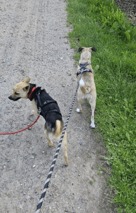 2025 06 22 12 13 52 beany ❤️ sportliche kuschelmaus mit großem potential in niedersachsen winsen (