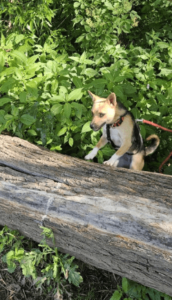2025 06 22 12 13 57 beany ❤️ sportliche kuschelmaus mit großem potential in niedersachsen winsen (