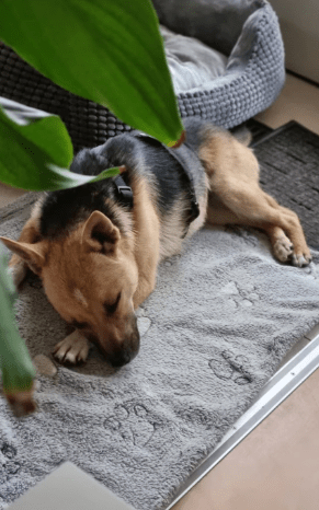 2025 06 22 12 14 03 beany ❤️ sportliche kuschelmaus mit großem potential in niedersachsen winsen (