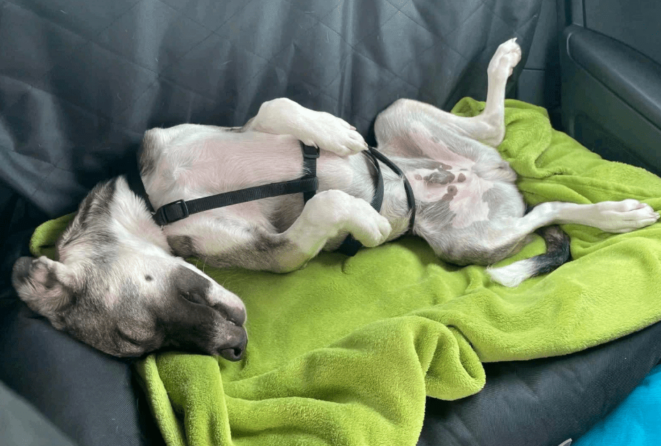 2025 07 09 10 01 07 vik ❤️ jungspund mit potenzial zum traumtyp! in thüringen jena mischlinge un