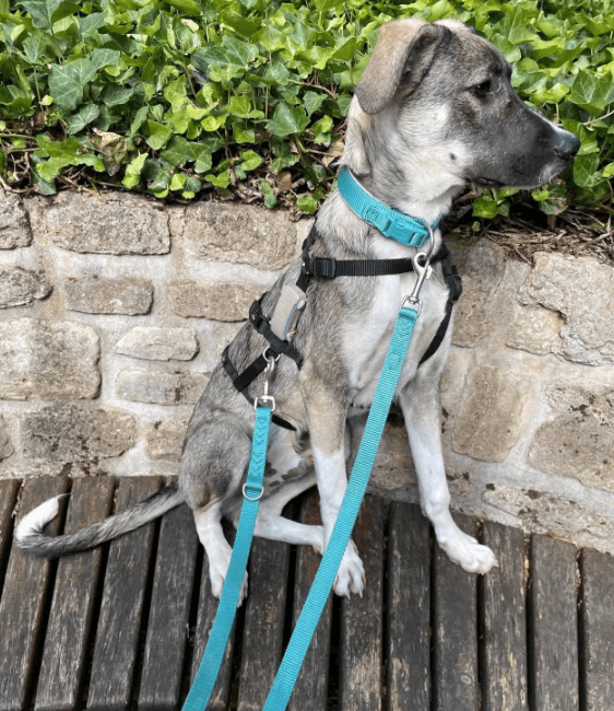 2025 07 09 10 01 32 vik ❤️ jungspund mit potenzial zum traumtyp! in thüringen jena mischlinge un