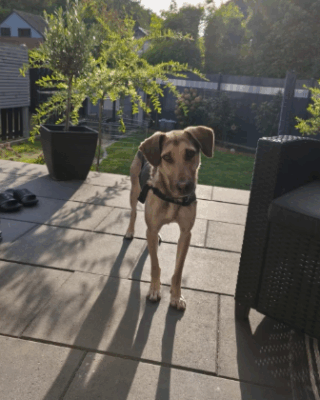 Wayne (BV) Wayne (BV)