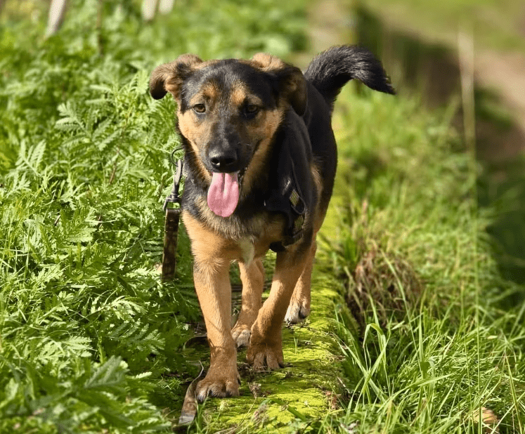 2025 11 06 11 15 00 ppm project initiation document sap btp neu.pptx powerpoint