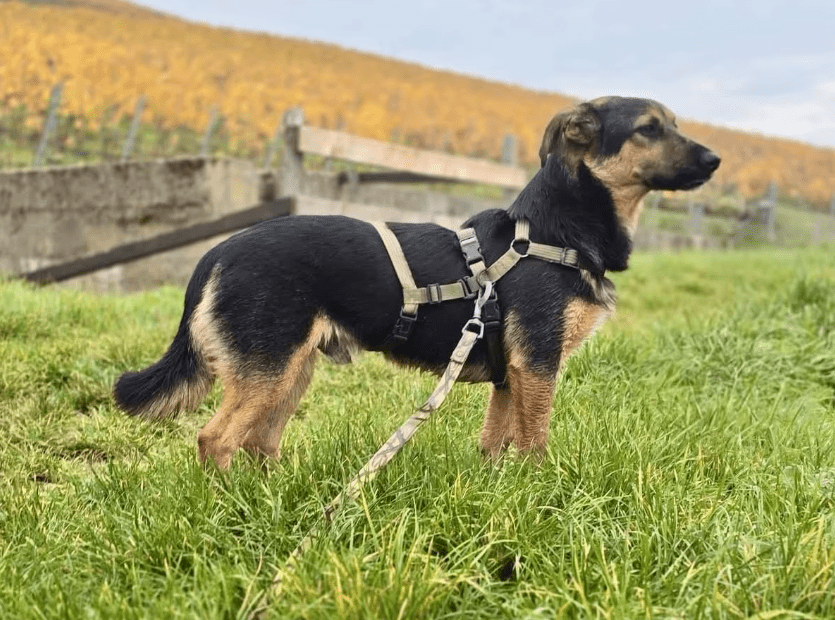 2025 11 06 11 15 05 ppm project initiation document sap btp neu.pptx powerpoint